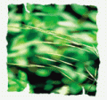 WILD OAT