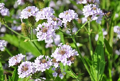 vervain